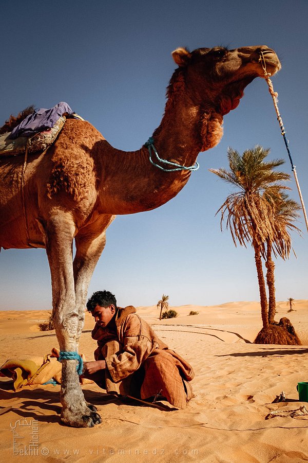 Le jeune gardien des chameaux du désert