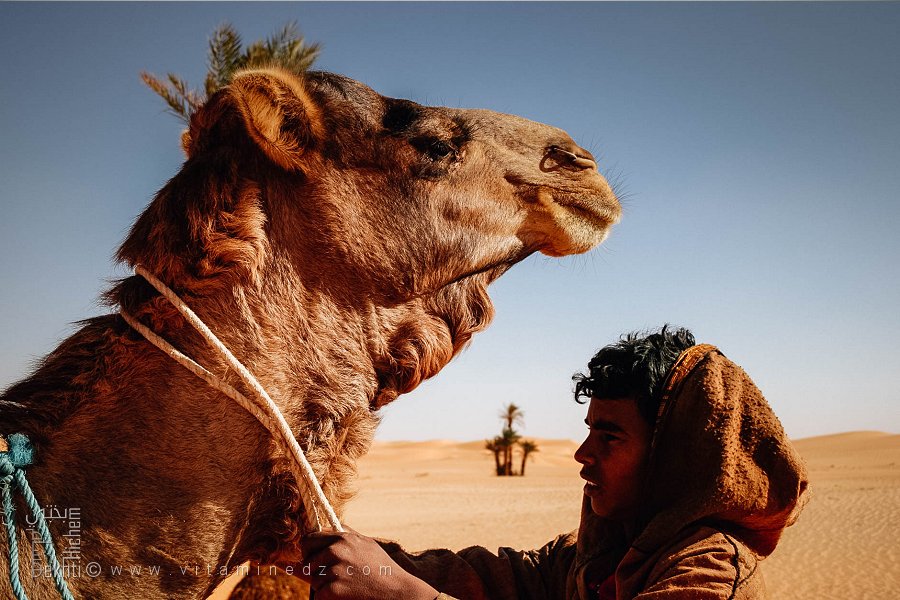 الفتى الصغير… حارس جمال الصحراء