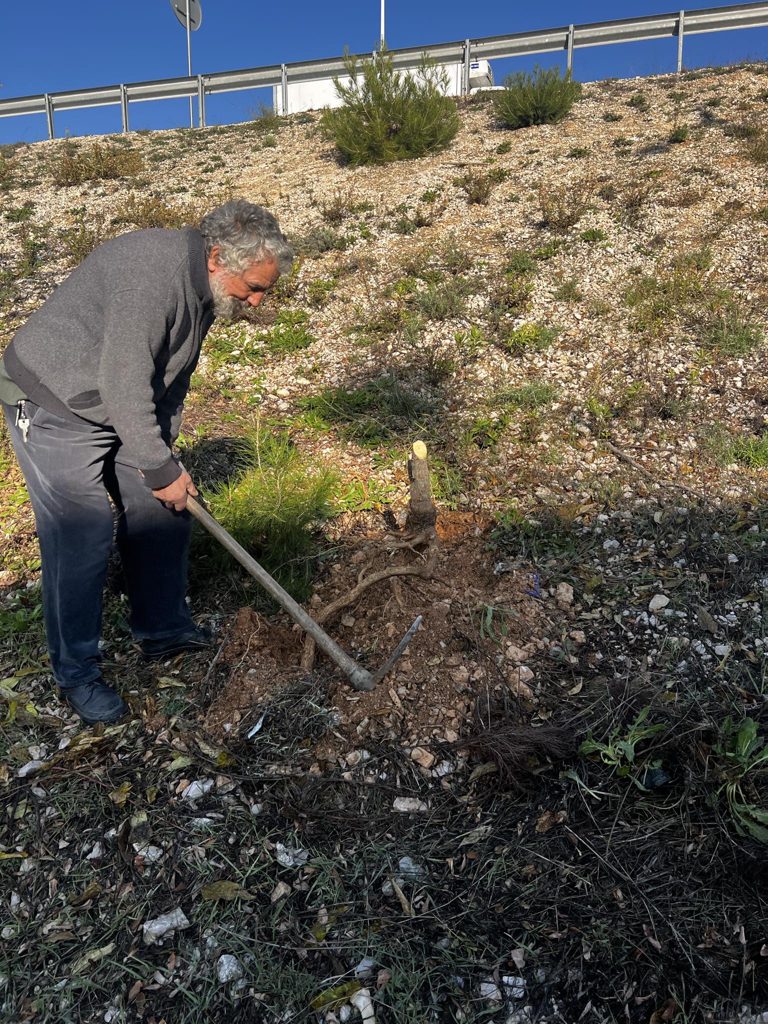 Planète (Constantine/Algérie/Afrique)  - Lutte contre l'Ailante ou Faux vernis du Japon  sur un talus avant son traitement