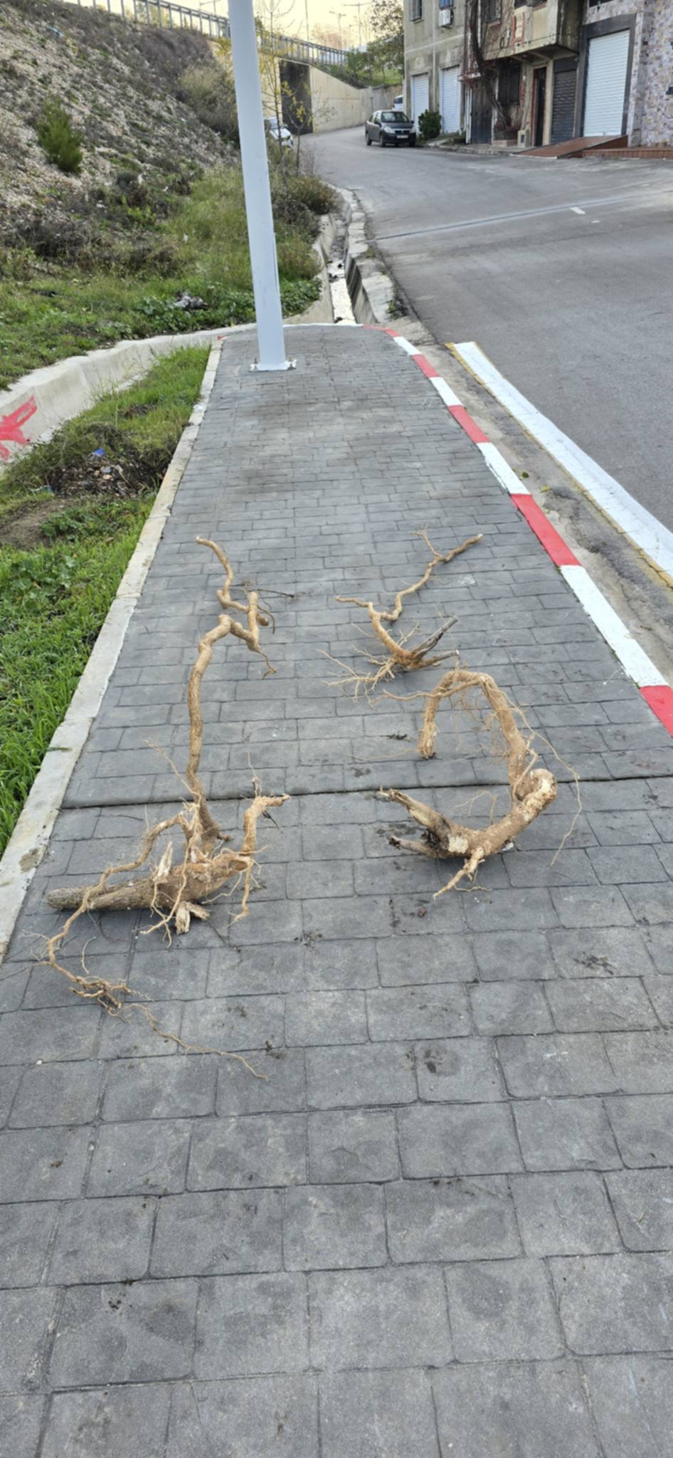 Algérie (Constantine)  - Système racinaire de l'Ailante ou Faux vernis du Japon: Espèce invasive dans la ville du Rocher