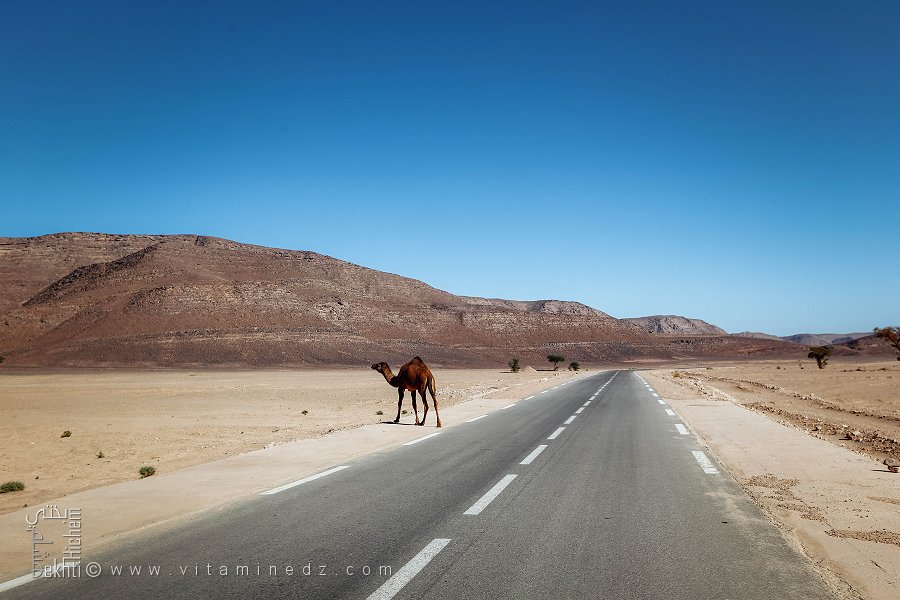 Les rares chameaux sur la route de Tabelbala vers Adrar