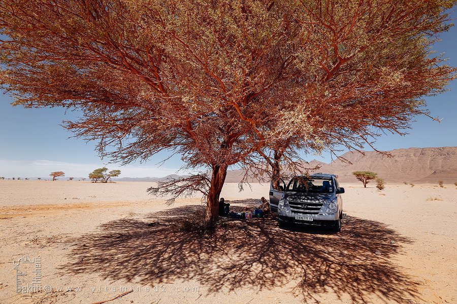 Halte sous de rares acacias sur la route du désert