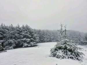 Parc National de Chréa