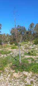 Planète (Constantine/Algérie/Afrique) - Djenane Ballout el Akhdar: Dépérissement d'un Brachychiton populneus