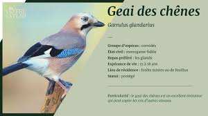 Algérie (Constantine) - Le Geai des chênes dans la ville du Rocher