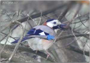 Algérie (Constantine) - Le Geai des chênes dans le massif de Djebel Ouahch