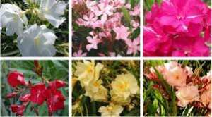 Algérie (Constantine) - Le collectionneur de  Laurier-rose  de différents coloris: Il persévère... !