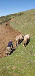 LE LABOUREUR AIT BOUMAAZA _FRIKAT