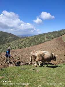 LE LABOUREUR AIT BOUMAAZA _FRIKAT