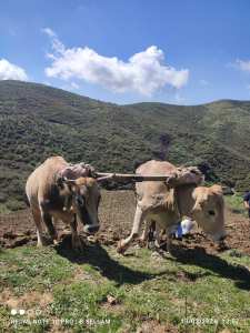 LE LABOUREUR AIT BOUMAAZA _FRIKAT