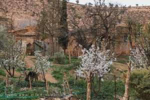 Maison rurale et jardin fleuri au cœur du Village de Tinkial (Commune Sidi Djilali, Tlemcen)