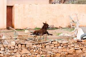 Un petit âne au réveil sous un ciel de mars