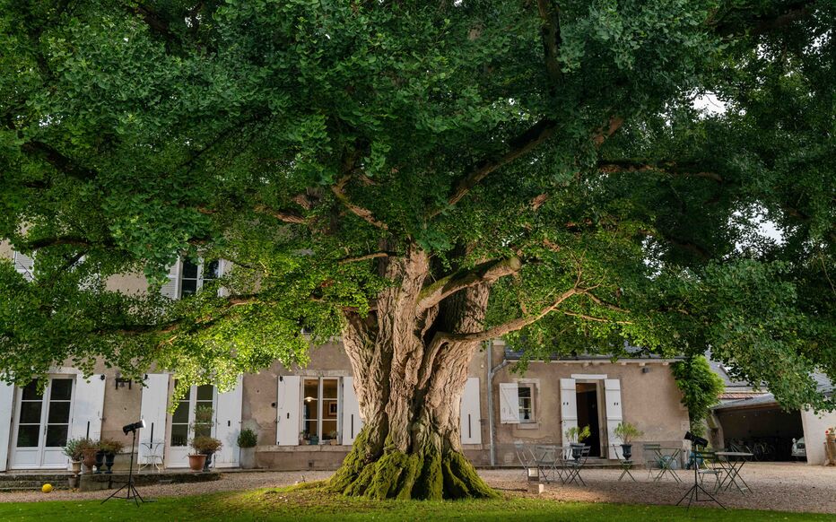Planète (France/Europe) - En région Loiret: Du haut de ses 170 ans, ce ginko du Loiret est sacré Arbre de l’Année 2025