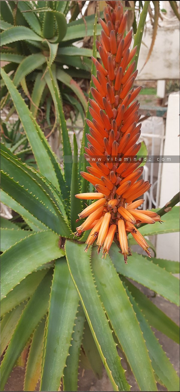 L'Aloe Arborescens : Beauté Florale et Bienfaits Naturels