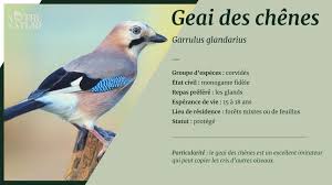 Algérie (Constantine) - Le Geai des chênes dans la ville du Rocher