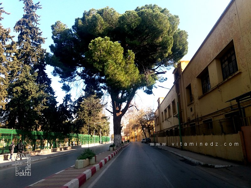 Le pin parasol du Boulevard des 24 mètres — Tlemcen