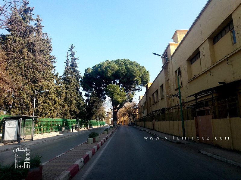 شجرة الصنوبر المظلي في شارع 24 متراً – تلمسان