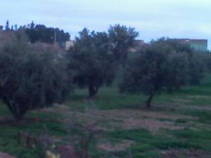 ouzidane,djenane d'olivier