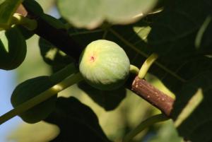 les figuiers de agouillal