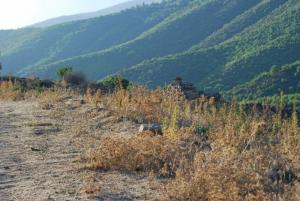 la foret de agouillal