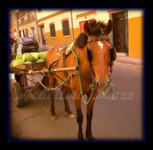 Le Vendeur de Pastèques à Mostaganem / Raisinville