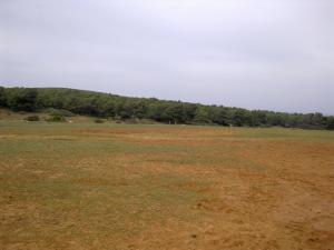 Foret menacée à proximité de la cimenterie de Beni Saf