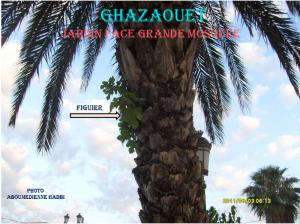GHAZAOUET---FIGUIER POUSSANT SUR UN PALMIER---