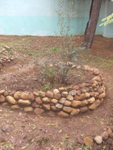Un jeune olivier avec cuvette et murette en pierres sèches