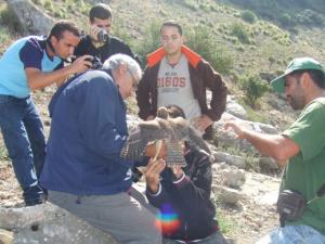 Baguage et lâcher d'un faucon de Barbarie au djebel Zouaoui