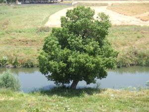 Le Frêne oxyphille  Fraxinus oxyphylla   à Constantine