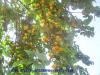 les fruits d'abricot Tiout