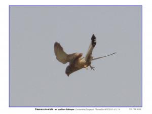 Faucon crécerelle en position d'attaque