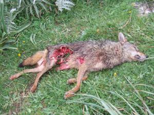 Un chacal éventré par une meute de chiens