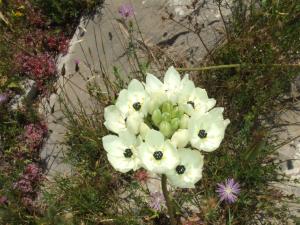Un tableau floral à nos portes!