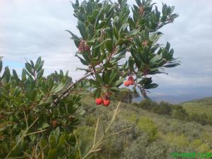 L'Arbousier commun (Arbutus unedo) à Megharouel