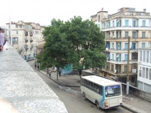 Un frêne épargné par la tronçonneuse se porte toujours bien