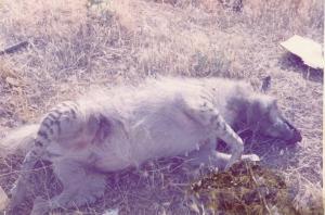 Hyène rayée est-elle encore présente à Constantine?