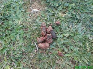 Le chacal dans la régénération du genévrier oxycèdre