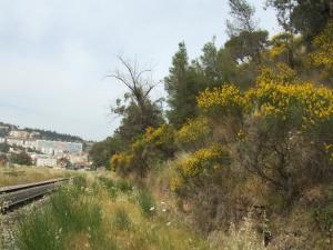 Le Retam colonise les vides des forêts à Constantine