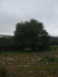 Un oléastre centenaire