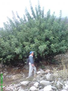 Le caroubier, une espèce noble, délaissé en Algérie