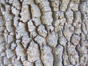 Identifiez ce tableau nature