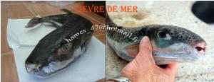 LIEVRE DE MER