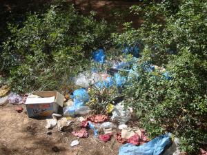 الغابة تستغيث