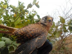 الصقر بواحة تيوت