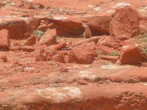 الضب بواحة تيوت