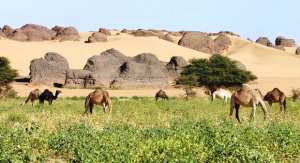 Troupeau de dromadaires -قطيع من ألإبل