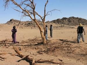 Ramassage du bois mort -