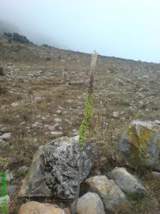 La Jacinthe de mer en fleur ou le réveil de la nature