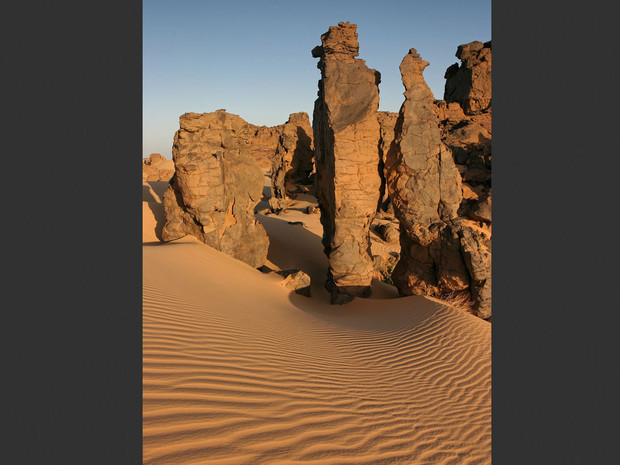Plantés dans le sable- مغروسة في الرمال
